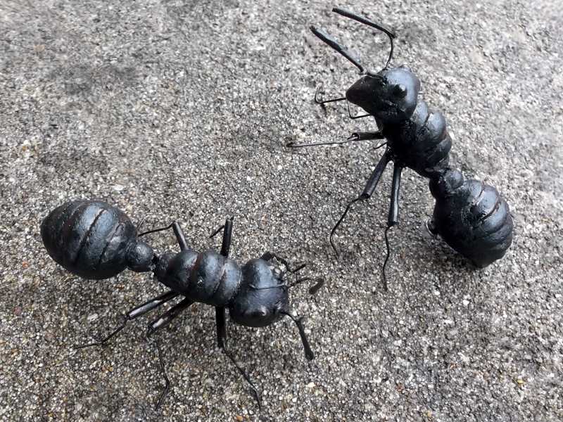Two Black Ant Fridge Magnets