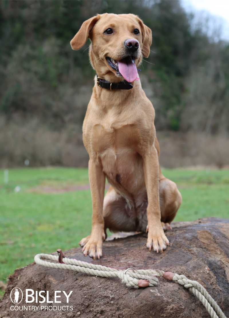 Bisley Natural Rope Dog Leads Advert with Labrador