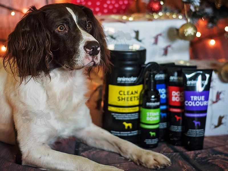 English Springer Spaniel With Animology Dog Care Products